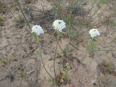 Manulea corymbosa
