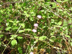 Mantisalca salmantica