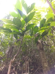 Geonoma pinnatifrons