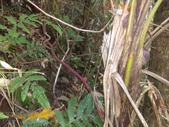 Geonoma pinnatifrons