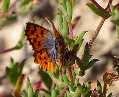 Chrysoritis brooksi tearei