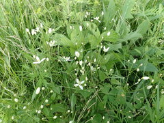 Clematis terniflora mandshurica