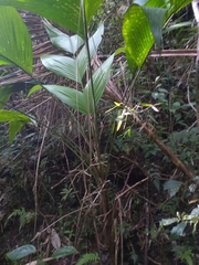 Geonoma pinnatifrons