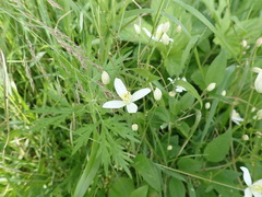 Clematis terniflora mandshurica