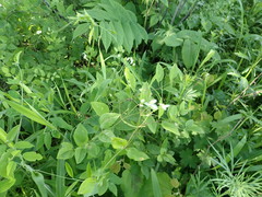 Clematis terniflora mandshurica