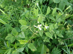 Clematis terniflora mandshurica
