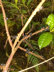 Geonoma pinnatifrons