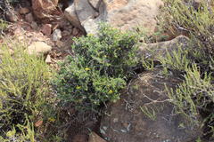 Senecio acutifolius