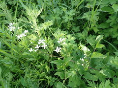 Clematis terniflora mandshurica