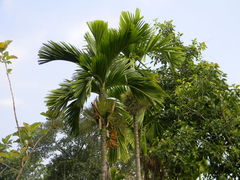 Areca catechu