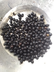 Geonoma pinnatifrons