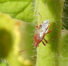 Liorhyssus