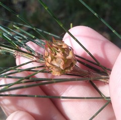 Cylindrococcus spiniferus