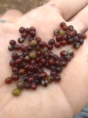 Geonoma pinnatifrons