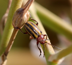 Trichocneorane lineata