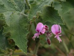 Pelargonium hispidum
