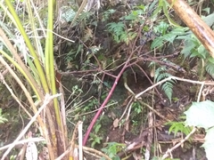 Geonoma pinnatifrons