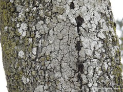 Biscogniauxia mediterranea