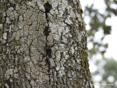 Biscogniauxia mediterranea