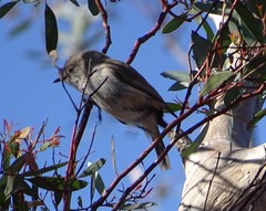 Acanthiza uropygialis