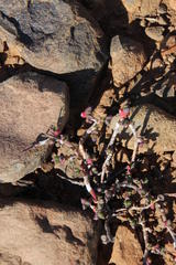 Chasmatophyllum nelii