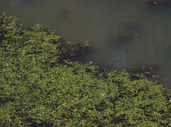 Potamogeton octandrus