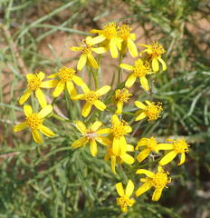 Senecio harveianus