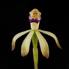 Caladenia testacea