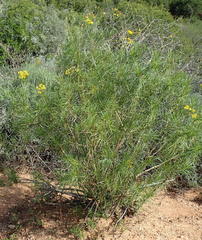Senecio harveianus