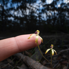Caladenia testacea