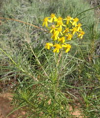 Senecio harveianus