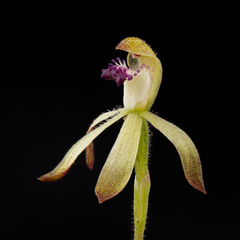 Caladenia testacea