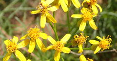 Senecio harveianus