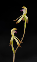 Caladenia testacea