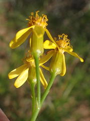 Senecio harveianus