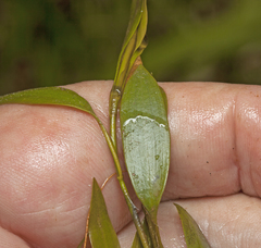 Potamogeton octandrus