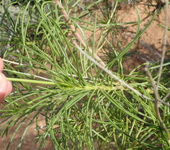 Senecio harveianus