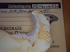 Hydnum subolympicum