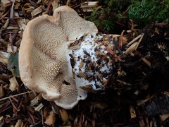 Hydnum subolympicum