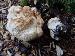 Hydnum subolympicum