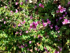 Indigofera gracilis