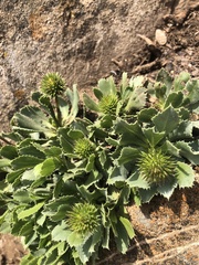 Haplopappus macrocephalus