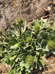 Haplopappus macrocephalus