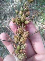 Cylindrococcus spiniferus