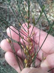 Cylindrococcus spiniferus