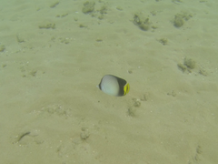 Chaetodon decussatus