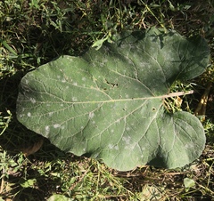Arctium