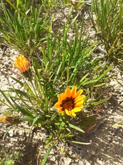 Gazania ciliaris