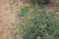 Senecio leptophyllus