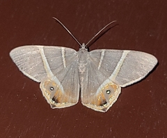 Opisthoxia
